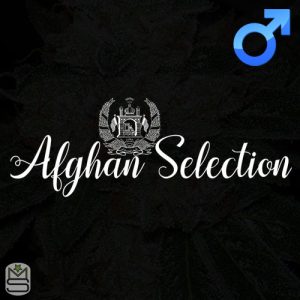 Afghan Selection - Regular