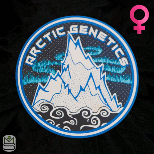 Arctic Genetics - Feminized