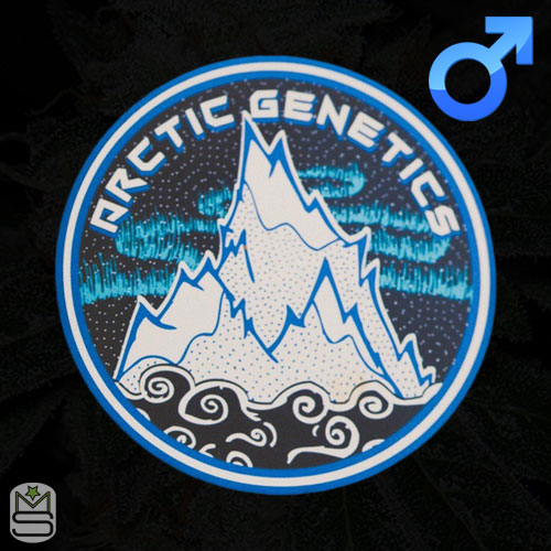 Arctic Genetics - Regular