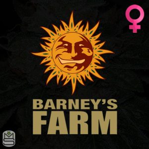 Barney's Farm Feminized