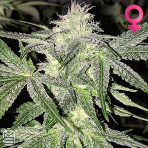 Cannarado Genetics - Cherry On Top