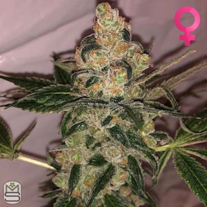 Cannarado Genetics - Cookie Dough Sundae