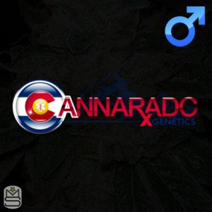 Cannarado Genetics Regular