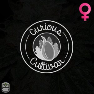Curious Cultivar Feminized