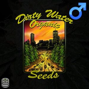 Dirty Water Organic Seeds Feminized