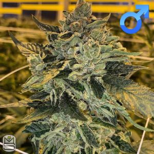 Envy Genetics – SanFernandoBlow