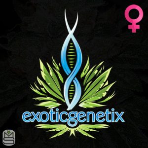 Exotic Genetix - Feminized