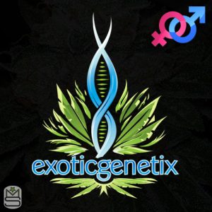 Exotic Genetix - Regular & Feminized