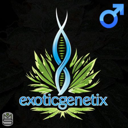 Exotic Genetix - Regular