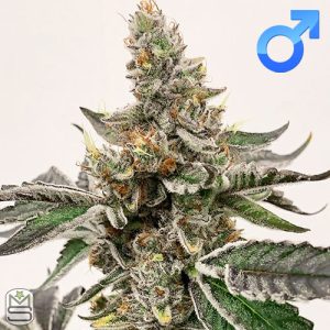 Exotic Genetix – Strawberry Lemonade