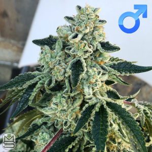 Exotic Genetix – Vanilla Gorilla