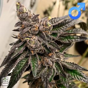 Exotic Genetix – Wowzers