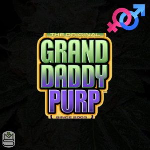 GrandDaddy Purple Seeds - Regular & Feminized