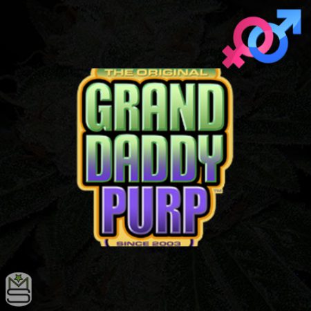 GrandDaddy Purple Seeds - Regular & Feminized