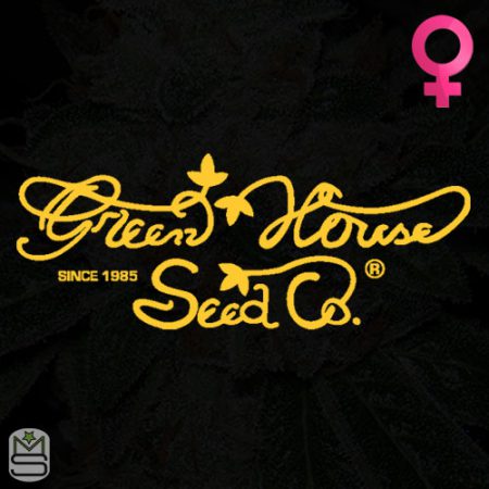 Green House Seeds Co Feminized