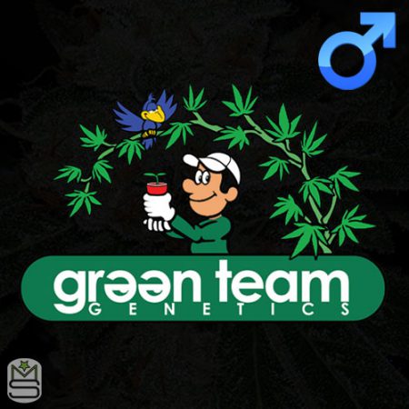 Green Team Genetics Regular