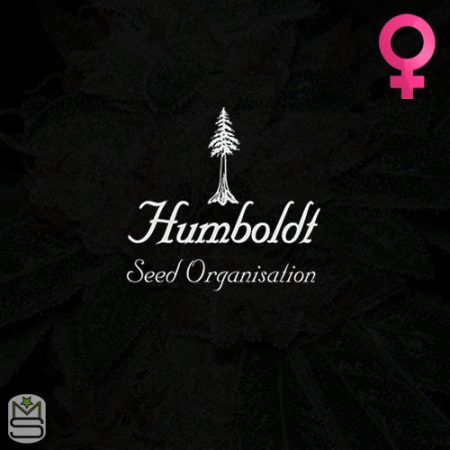 Humboldt Seed Organisation Feminized