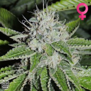 Josh D - Josh D OG - Feminized