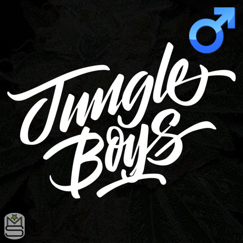 Jungle Boys - Regular