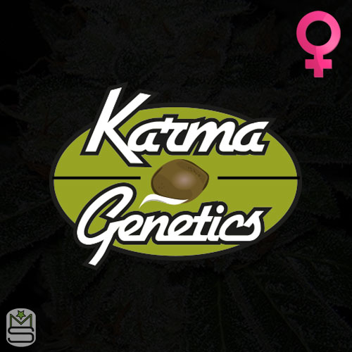 Karma Genetics Feminized