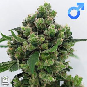 Karma Genetics - Sowahh