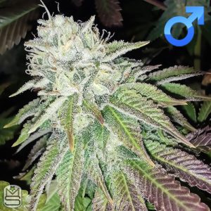 Karma Genetics - Zour Lemon