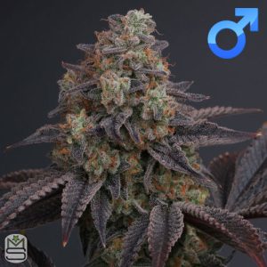 Karma Genetics - Zowahh