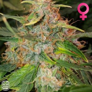 Mephisto Genetics - 3 Bears OG