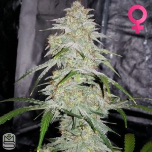 Mephisto Genetics - Double Grape