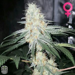 Mephisto Genetics - Skywalker