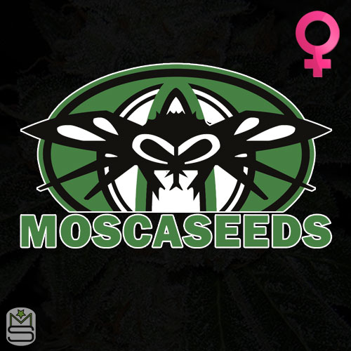 Mosca Seeds Feminized