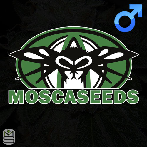 Mosca Seeds Regular