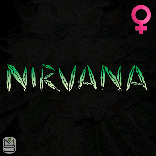 Nirvana Seeds Feminized