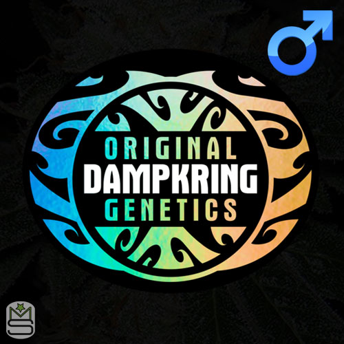 Original Dampkring Genetics Regular