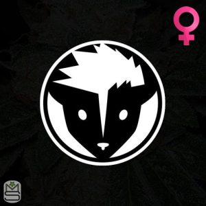 Rare Dankness Feminized
