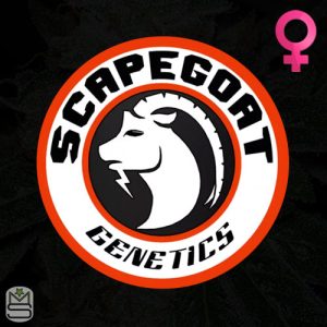 Scapegoat Genetics Feminized