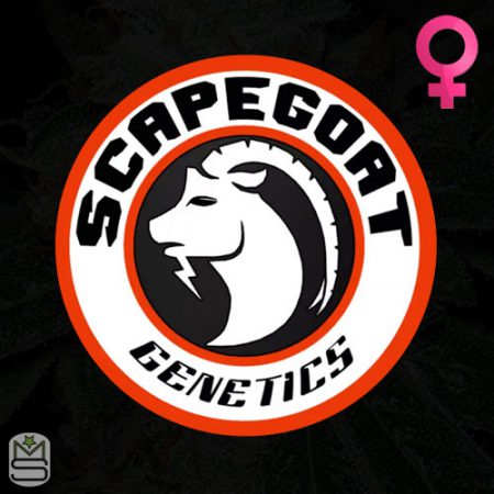 Scapegoat Genetics Feminized