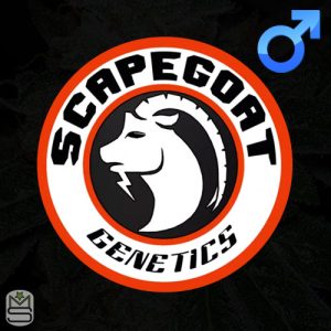 Scapegoat Genetics Regular