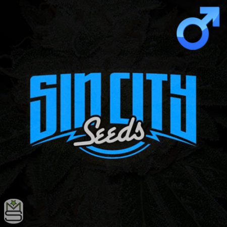 SinCity Seeds - Regular