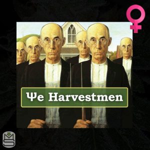 The Harvestmen - Feminized