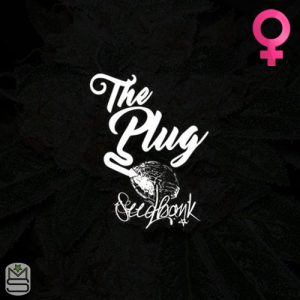 The Plug Seedbank Feminized