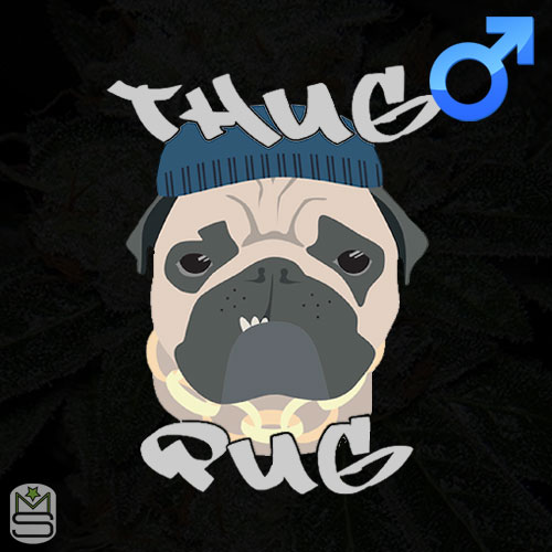 Thug Pug Genetics Regular