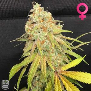 Trichome Jungle Seeds - Lillt S1