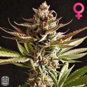 Trichome Jungle Seeds - Mandarin Headstash