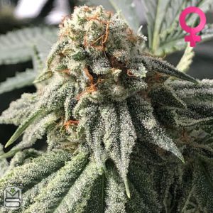 Trichome Jungle Seeds - Opal Fruitz