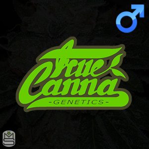 True Canna Genetics Regular