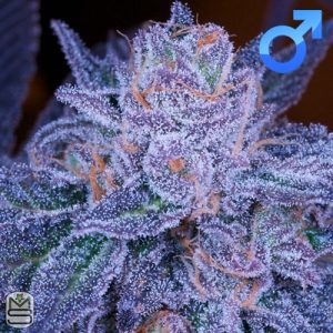 Archive Seed Bank Grimace