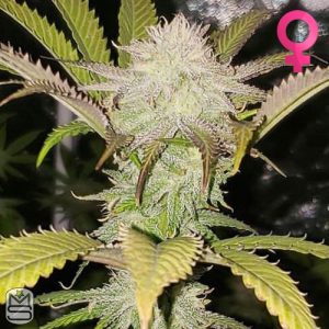 Cannarado Genetics - Apple Sundae