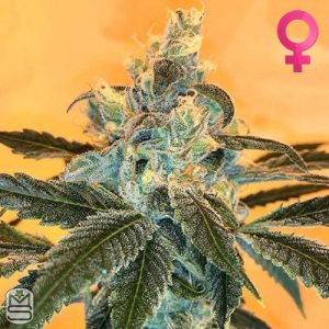 Cannarado Genetics - Banana Sundae