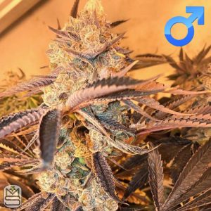 Cannarado Genetics - Candy Margy